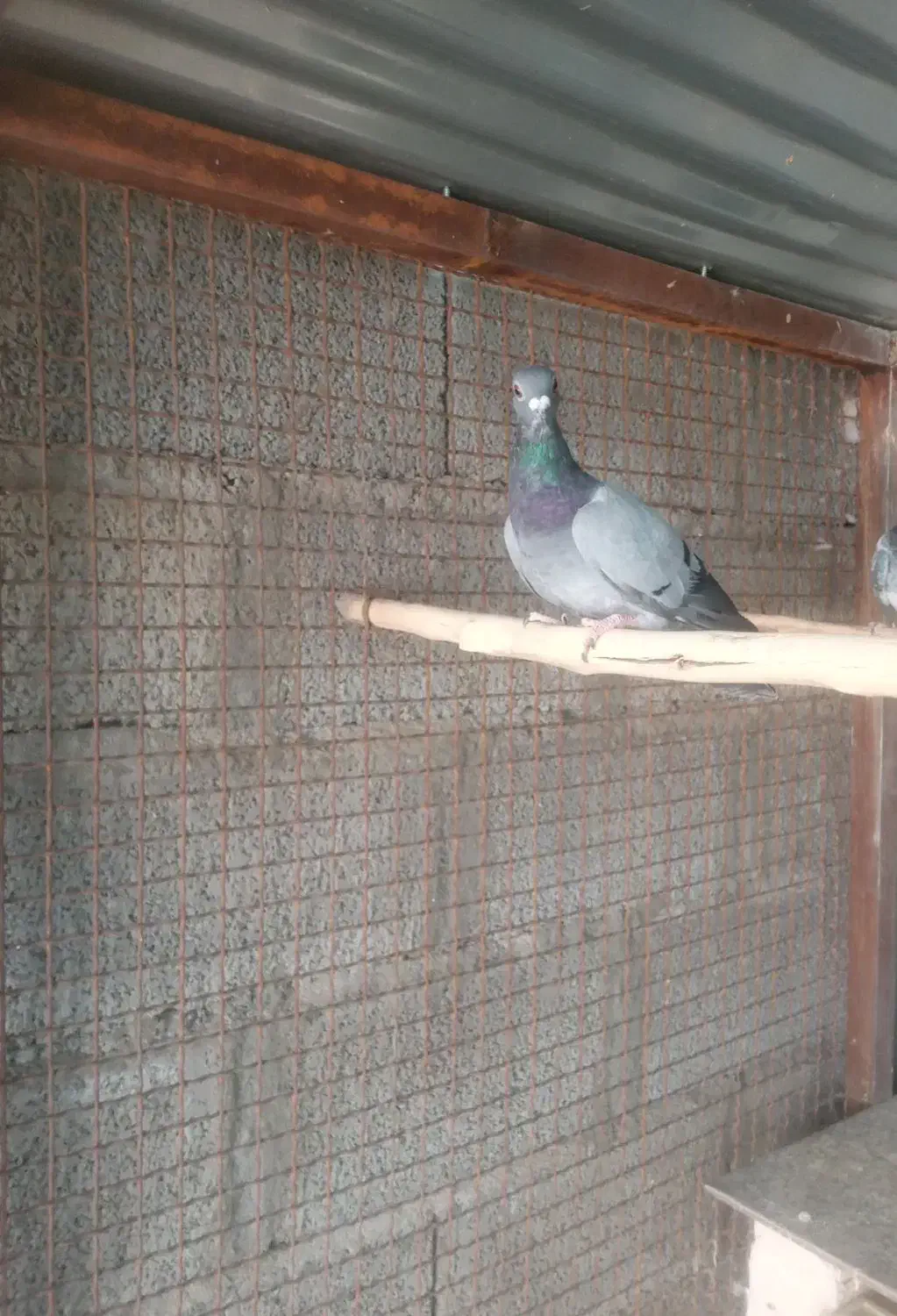 پلاکی برگشته پلاکی بازی جم کردم|پرنده|جیرفت, |دیوار