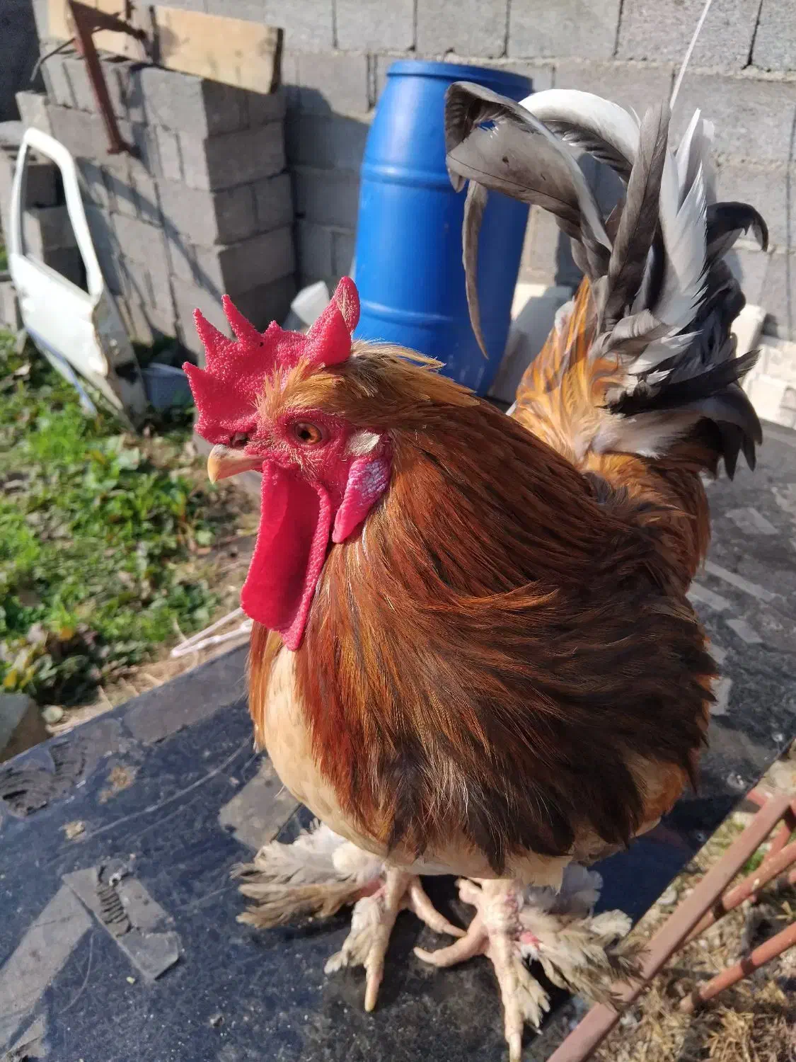 خروس|حیوانات مزرعه|فومن, |دیوار