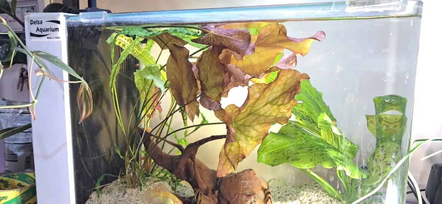 نیلوفر تایگر  ، گرین اسکات|ماهی|کرمانشاه, |دیوار