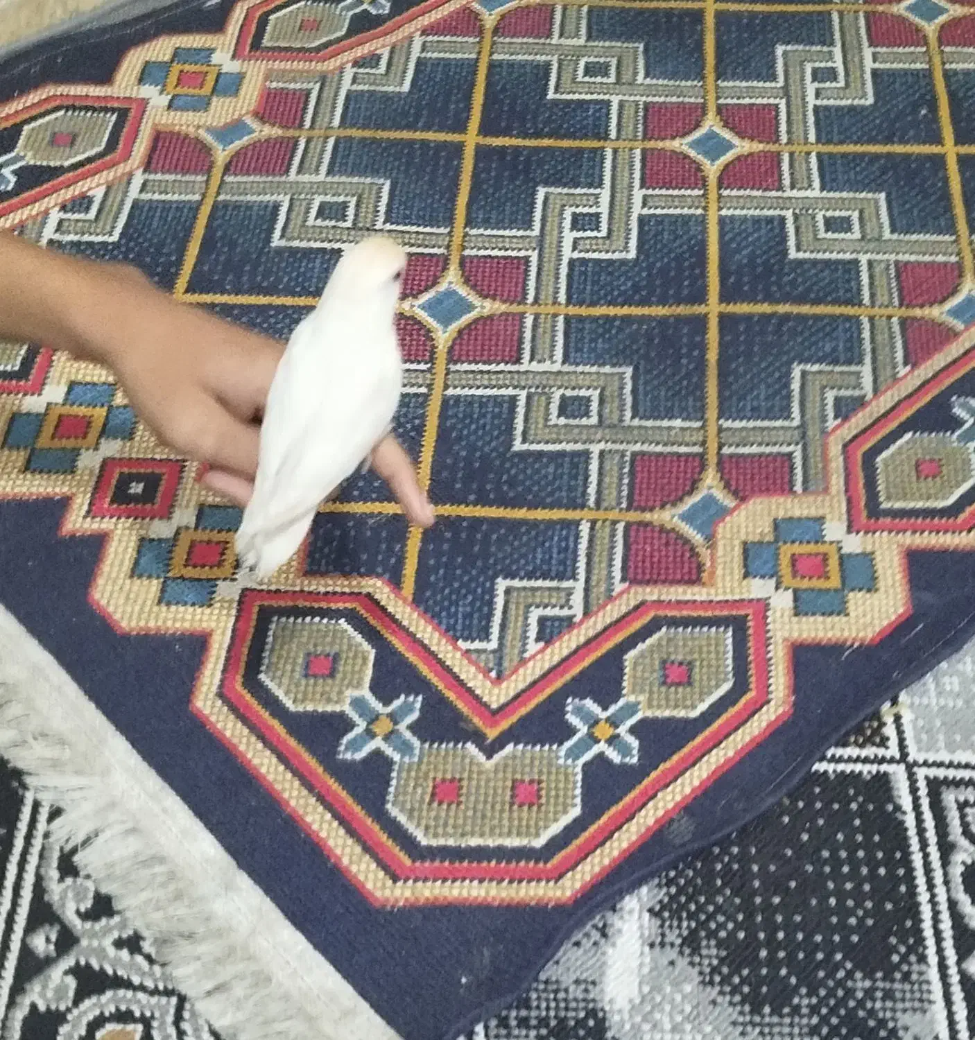 کوتوله برزیلی|پرنده|شیراز, کوشک میدان|دیوار