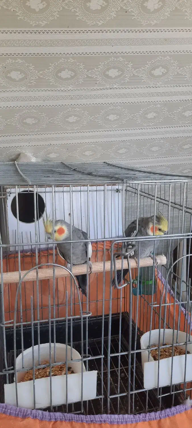 فروش دوعدد عروس هلندی نر وماده سالم و|پرنده|خمین, |دیوار