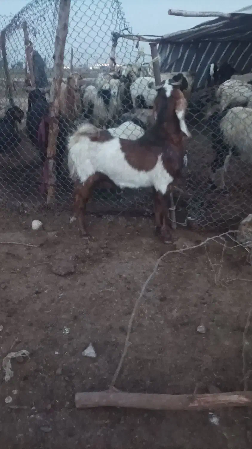 بیگ چاق|حیوانات مزرعه|شوش, |دیوار