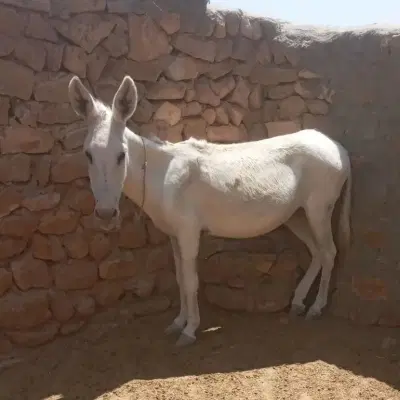 الاغ|حیوانات|آشخانه, |دیوار