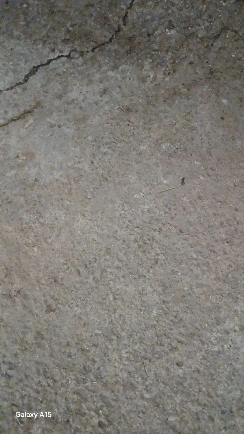 گندم بذری|خدمات باغبانی و درختکاری|سنقر, |دیوار