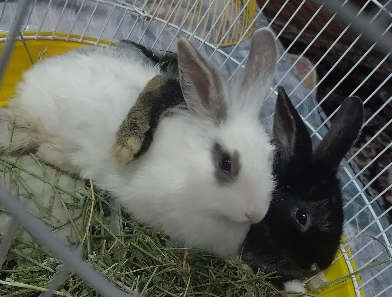 خرگوش|موش و خرگوش|مرند, |دیوار