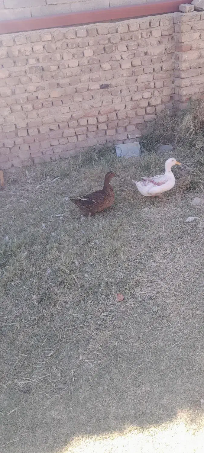 غاز واردک|حیوانات مزرعه|بروجرد, |دیوار