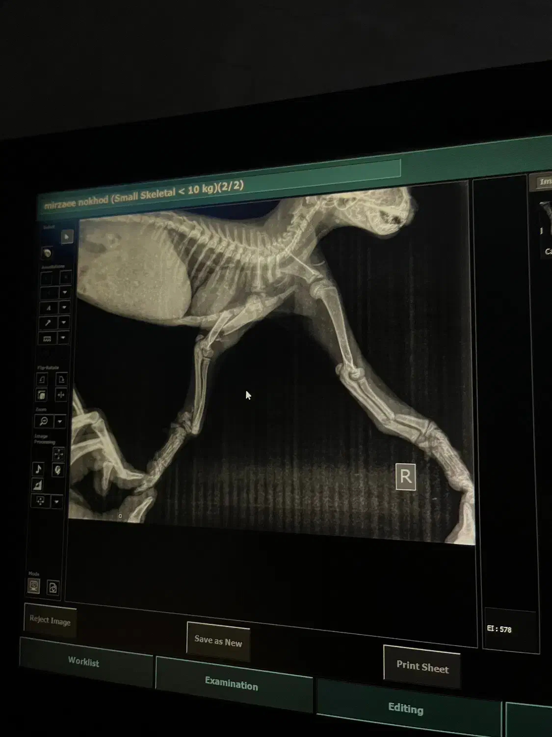 گربه دست شکسته|گربه|تهران, صادقیه|دیوار