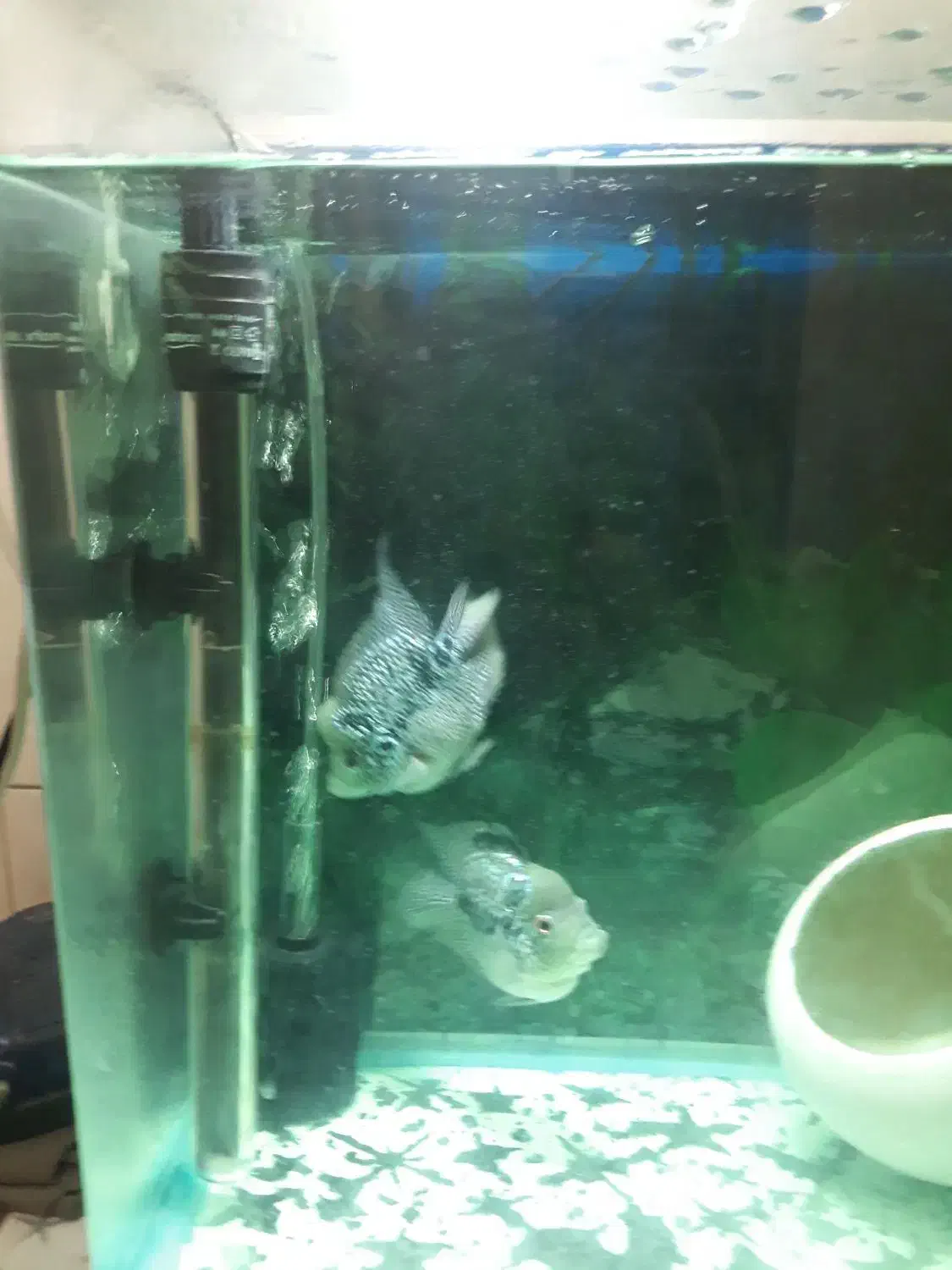 ماهی فلاورباکس کامفاسلام|ماهی|تهران, جوادیه|دیوار