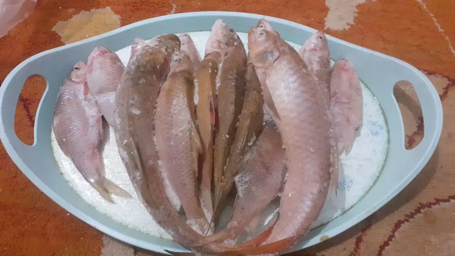 ماهی شیربت تازه سیدامروز|ماهی|اندیمشک, |دیوار