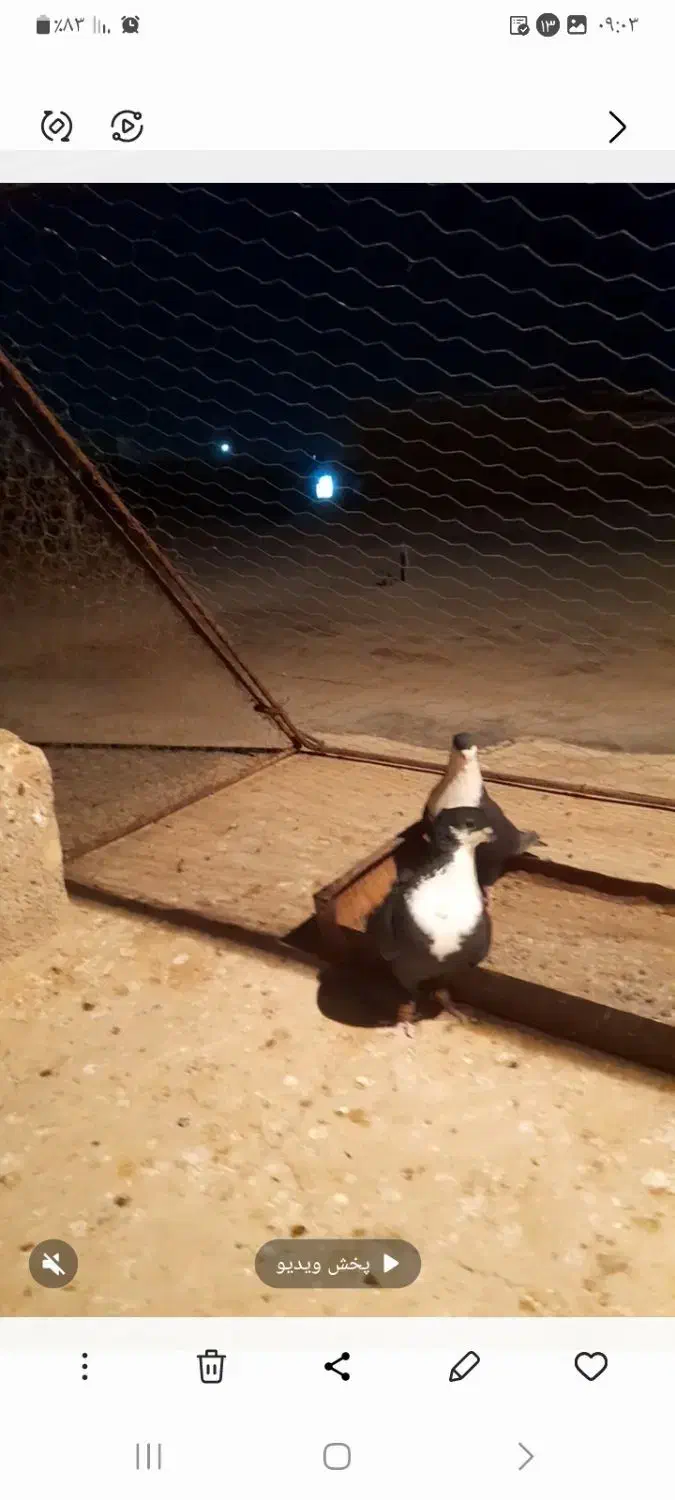 یک جفت سیاه سیندق|پرنده|رفسنجان, |دیوار