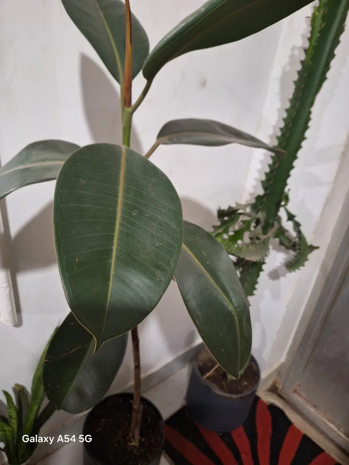 کاکتوس ۱نیم قدش فیکوس ۱ متری|گل و گیاه طبیعی|رشت, جهاد|دیوار