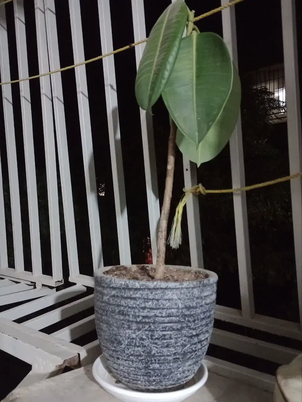 فروش گل ها|گل و گیاه طبیعی|هشتگرد, هشتگرد قدیم|دیوار