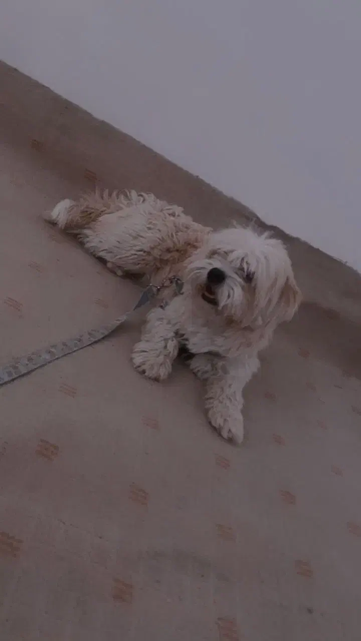 سگ پشمالو|سگ|امیدیه, |دیوار