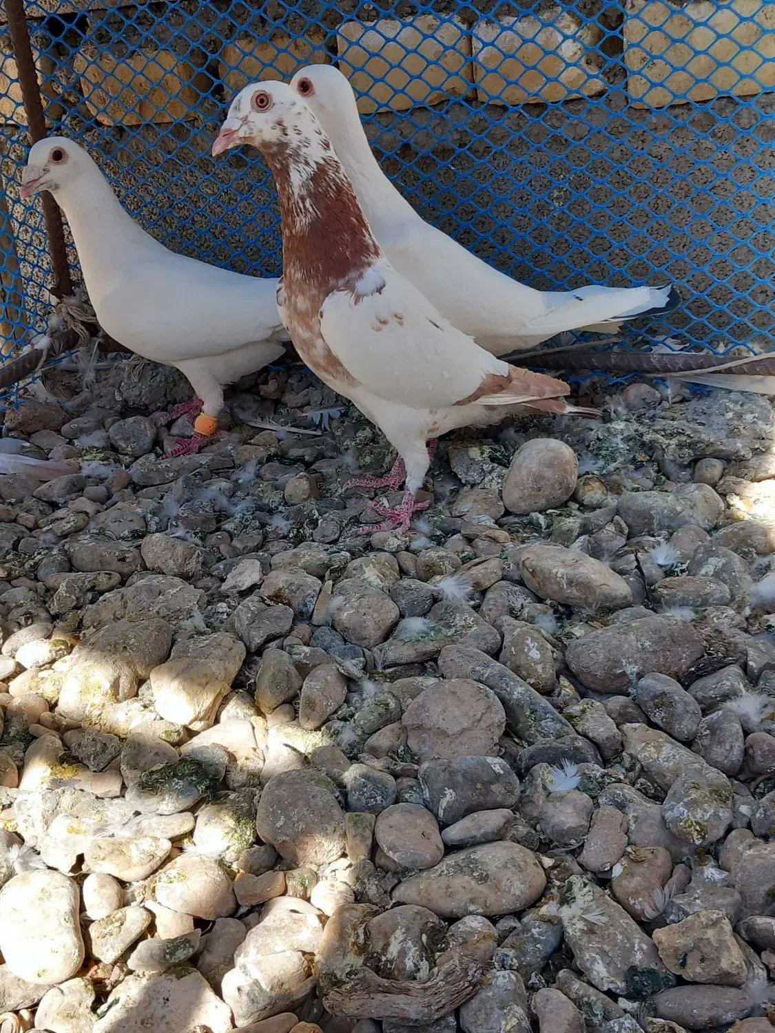 پرنده|پرنده|مروست, |دیوار