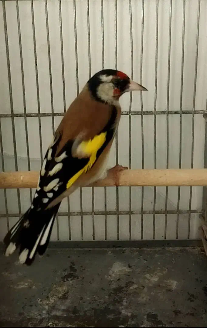 سهره سیاهسر|پرنده|تهران, دربند|دیوار