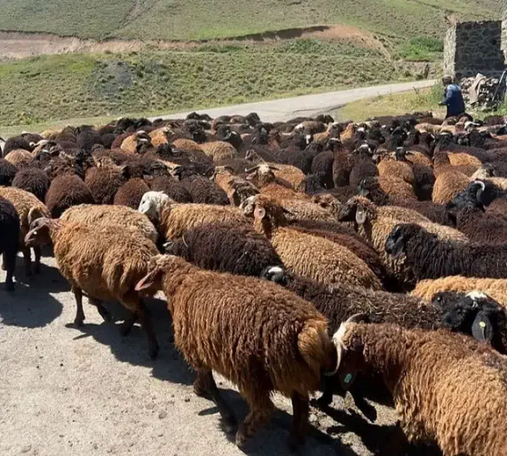 کوسفند وبزجوان|حیوانات مزرعه|باقرشهر, |دیوار