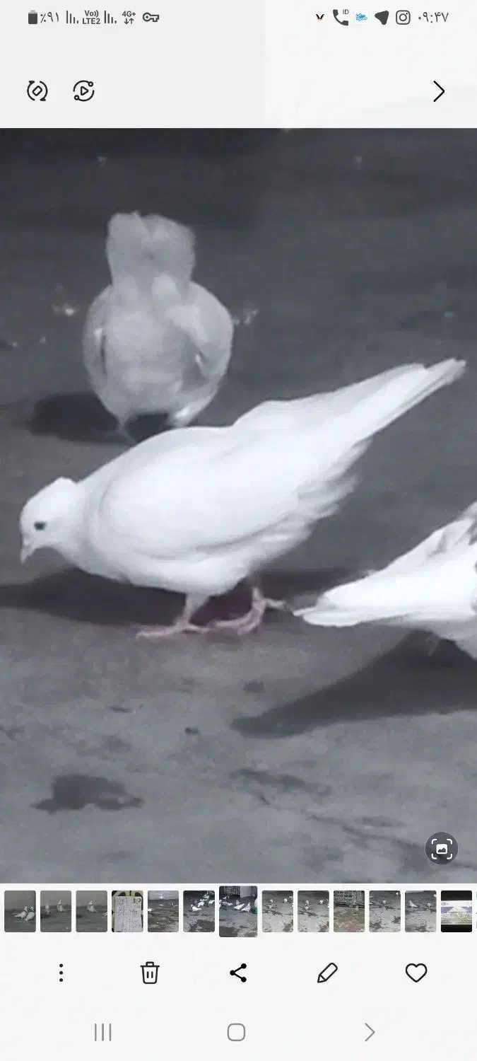 تار شده|حیوانات|مسجد سلیمان, |دیوار