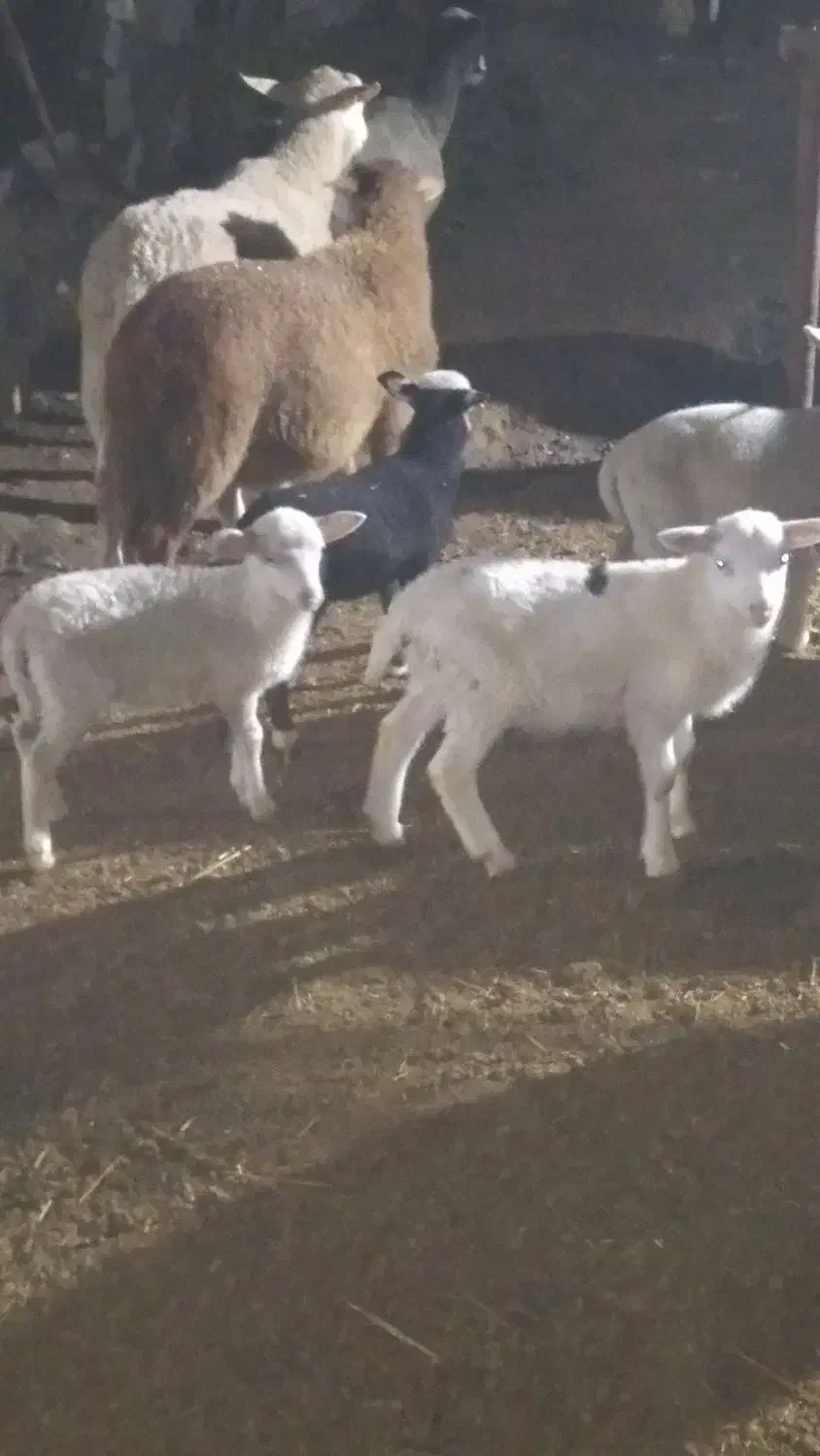 بره رومن و رومانوف|حیوانات مزرعه|لاهیجان, بازکیاگوراب|دیوار