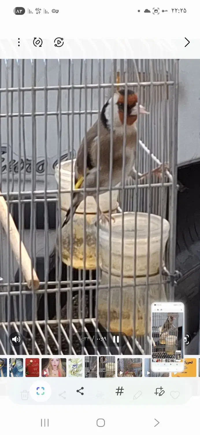 سهره شرور|پرنده|شیراز, محراب|دیوار