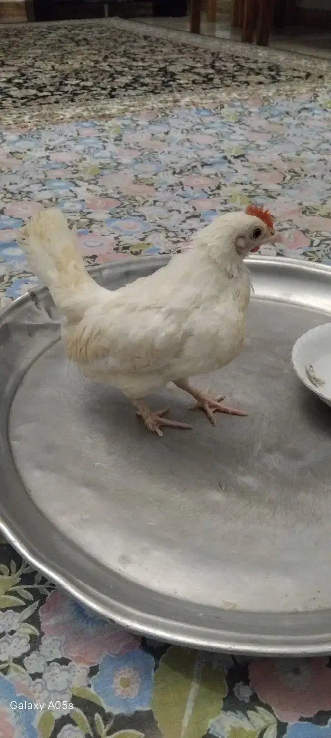 جوجه خروس جینی|حیوانات مزرعه|رشت, پیرکلاچای|دیوار