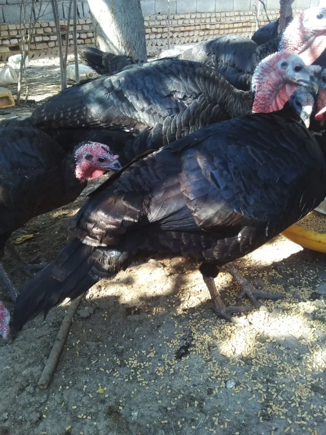 بوقلمون|حیوانات مزرعه|چمستان, |دیوار