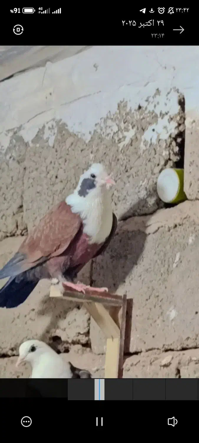 کبوترسرسفید یا مخملی|پرنده|فردوس (کرمان), |دیوار