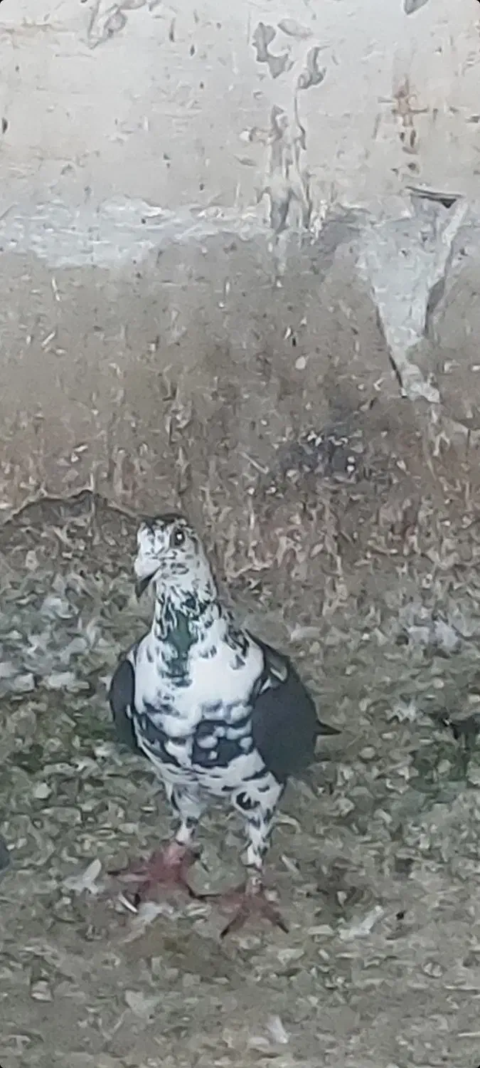 کبوتر گوره سیاه|پرنده|برازجان, |دیوار