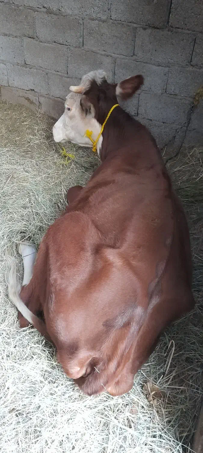 گوستر|حیوانات مزرعه|فهرج, |دیوار