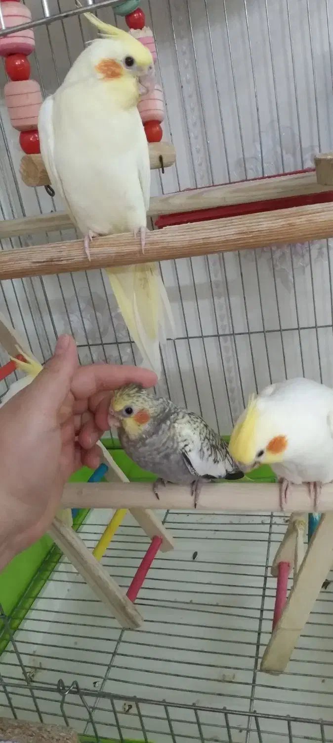 جوجه عروس هلندی|پرنده|بروجرد, |دیوار