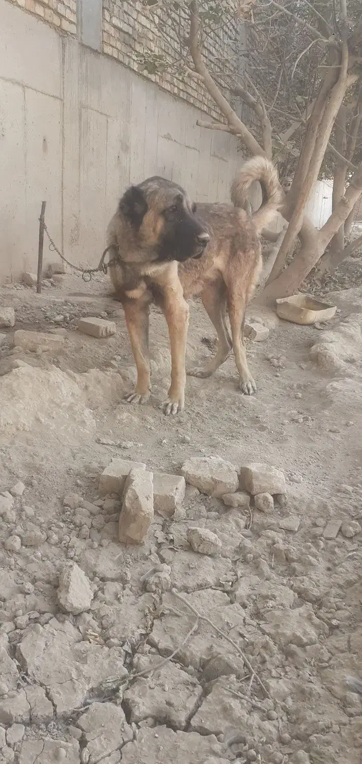 سگ سرابی|سگ|جوادآباد, |دیوار