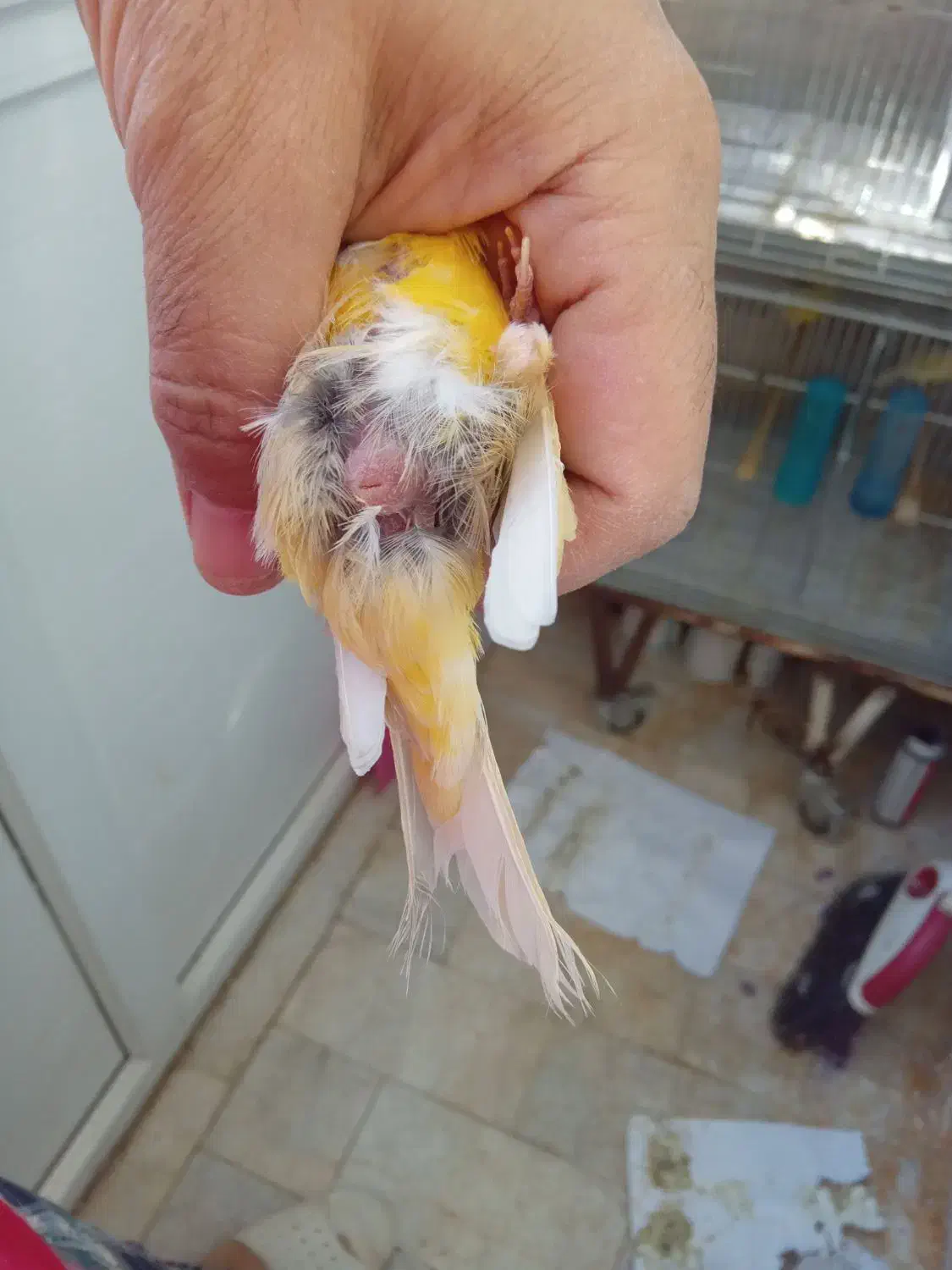 قناری ماده|پرنده|تهران, اسفندیاری|دیوار