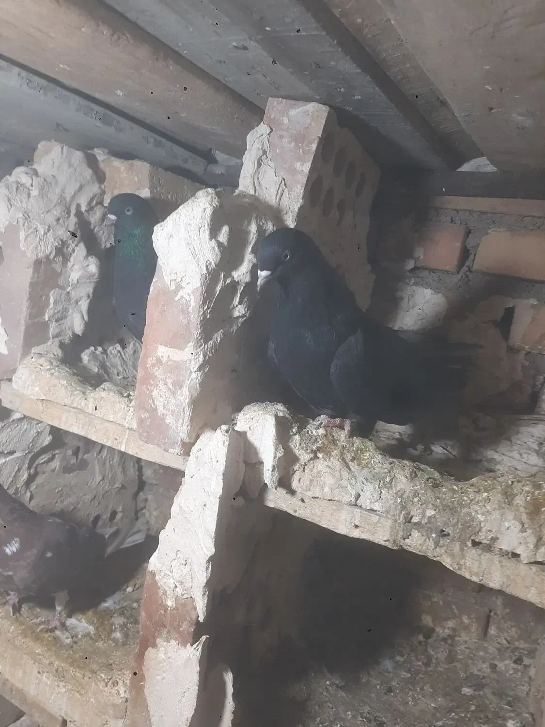 کبوتر زینتی زاغ|پرنده|ایواوغلی, |دیوار