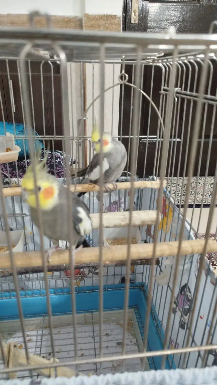 عروس هلندی نر و ماده با قفس|پرنده|شهریار, شهرک امیریه|دیوار