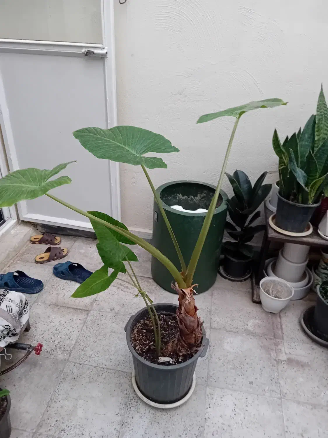 بابا آدم|گل و گیاه طبیعی|اندیشه, اندیشه فاز ۱|دیوار