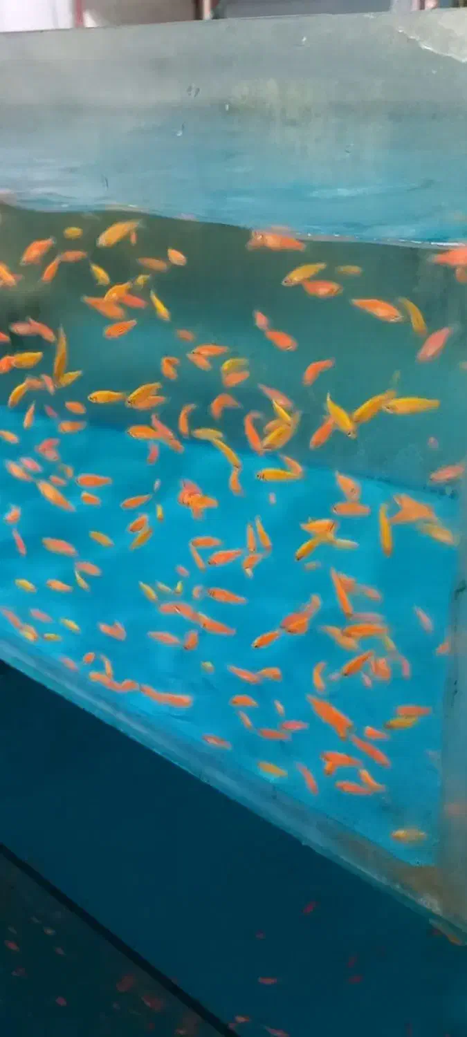 ماهی زبرا|ماهی|قزوین, |دیوار