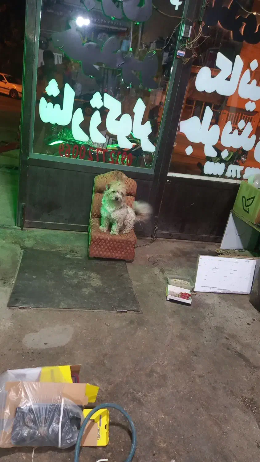 فروشی|سگ|قیدار, |دیوار