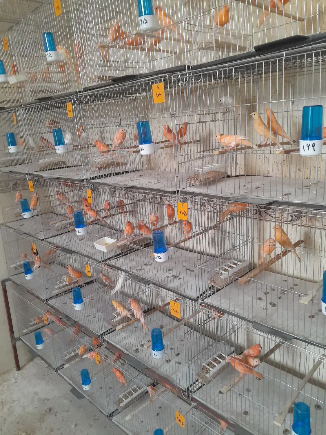 قناری|پرنده|ساوه, |دیوار