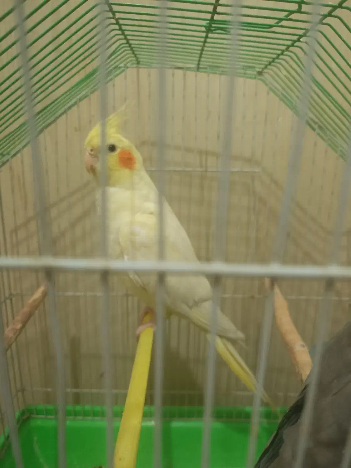 عروس هلندی ماده آماده جفت بدون عیب شاه تخم|پرنده|بهار, |دیوار