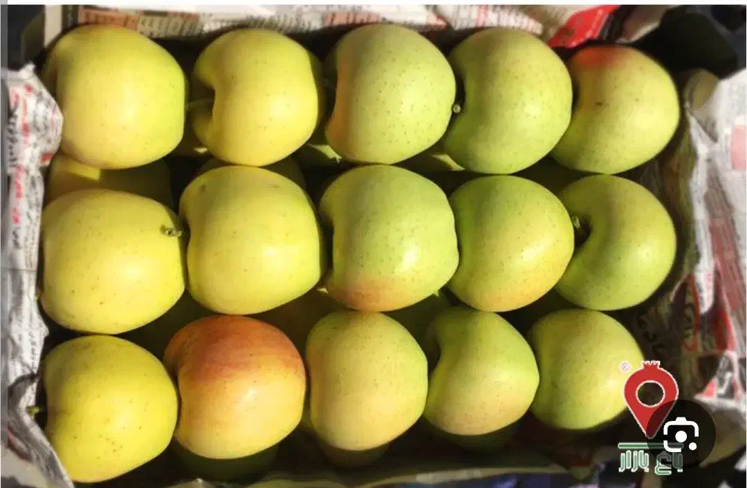 فروش ۷۰ جعبه سیب در چالدران|عمدهفروشی|چالدران, |دیوار