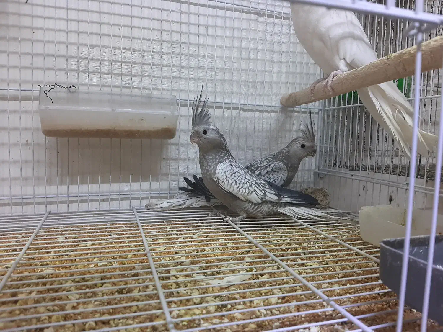 طوطی عروس هلندی|پرنده|تربتحیدریه, آسایش|دیوار