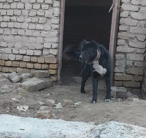 سگ نگهبان|سگ|مشهد, كنويست|دیوار