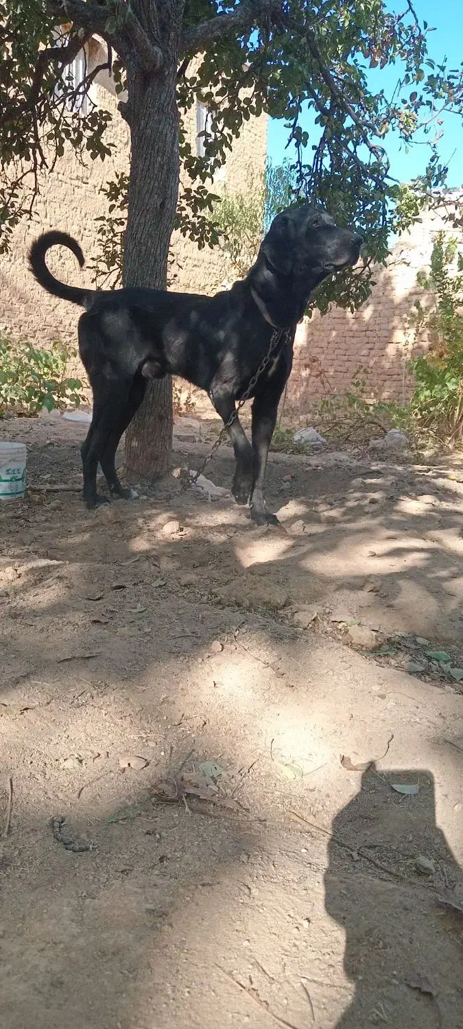 سگ المانی. گریت دین|سگ|تویسرکان, |دیوار