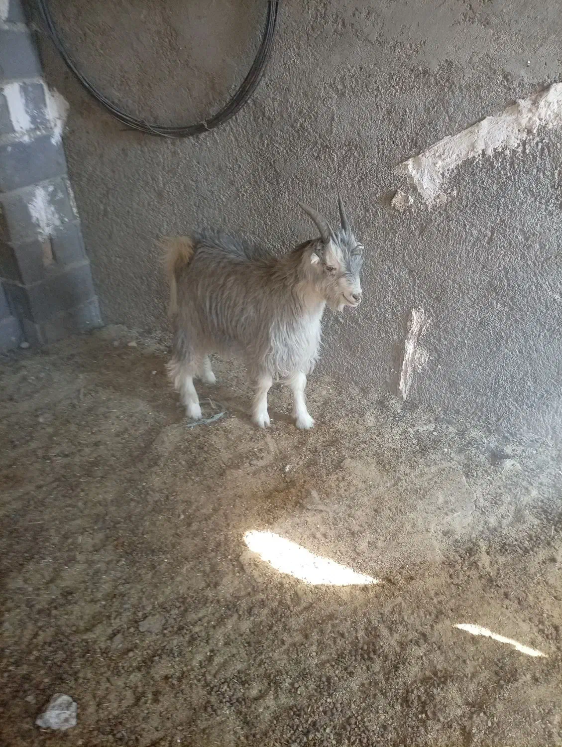 کهره نر|حیوانات مزرعه|مرودشت, ده بید|دیوار