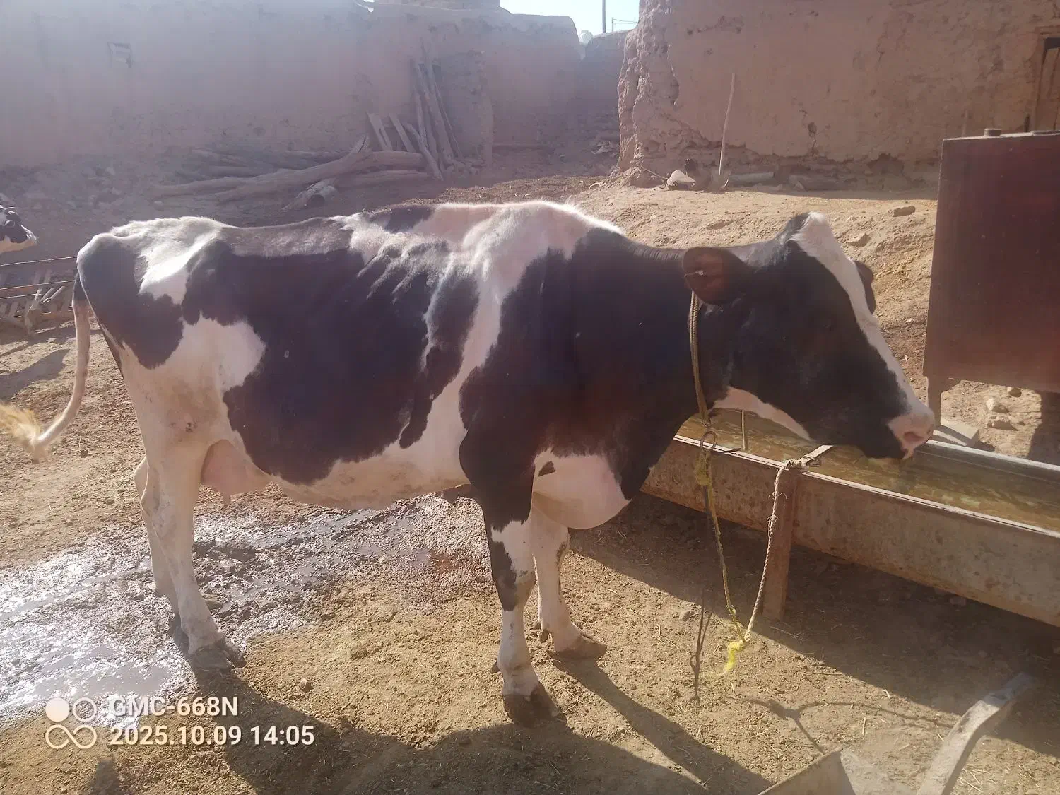 گاو برای قصابی|حیوانات مزرعه|حلب, |دیوار