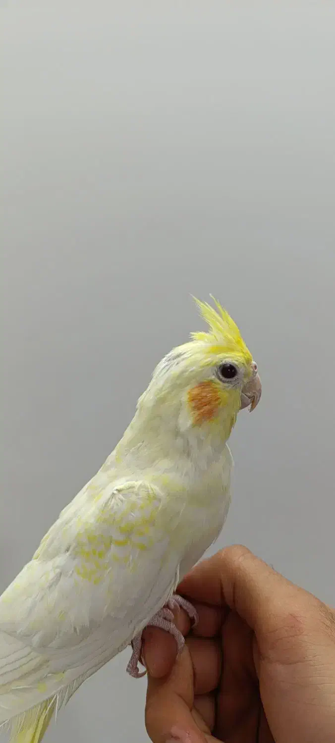 عروس هلندی لوتینو|پرنده|جهرم, |دیوار