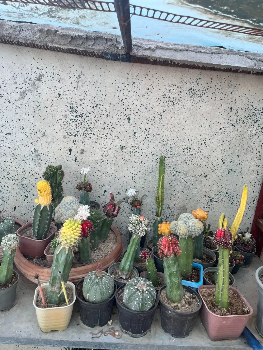 حراج گلخانه کاکتوس با کمترین قیمت|گل و گیاه طبیعی|نورآباد ممسنی, |دیوار