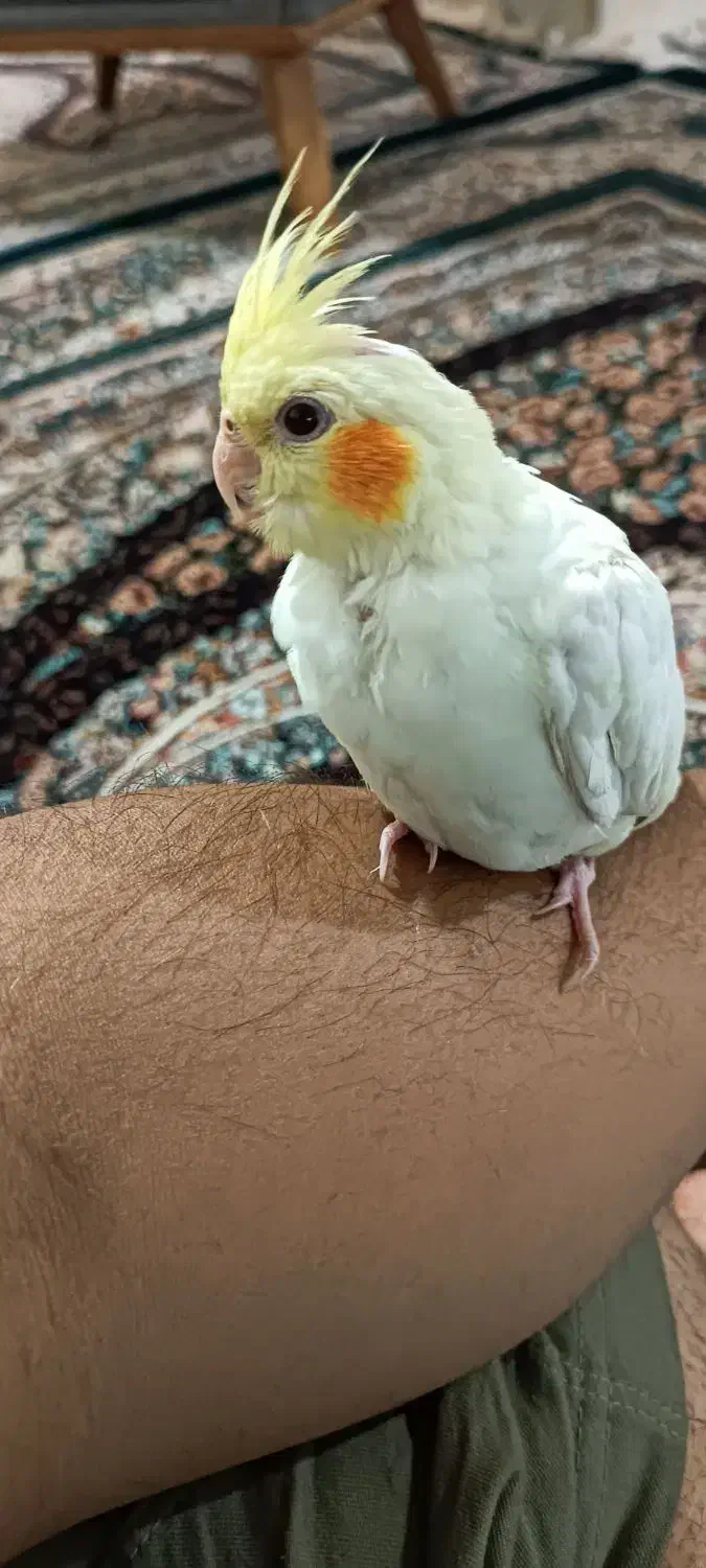 عروس هلندی گم شده|پرنده|سیرجان, |دیوار