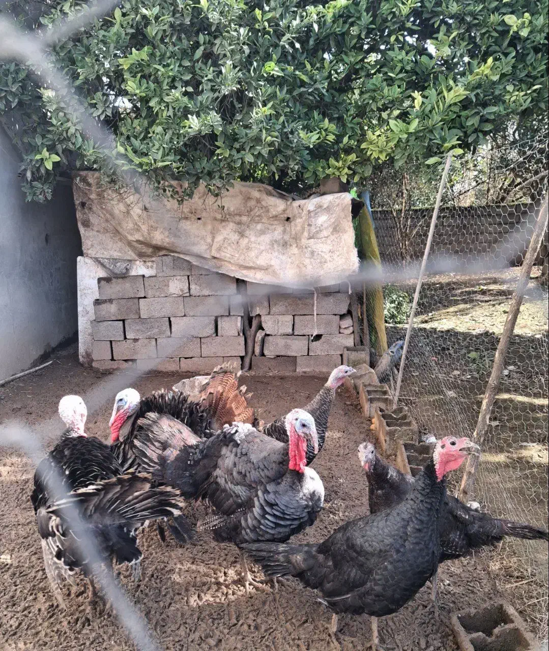 فروش بوقلمون نرو ماده|حیوانات مزرعه|زرگرشهر, |دیوار