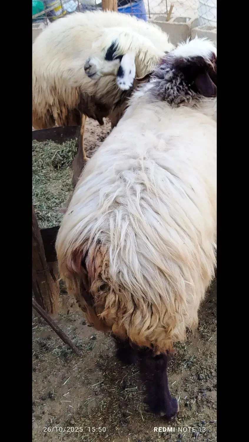 فروش سه عددمیش جوان|حیوانات مزرعه|لنده, |دیوار