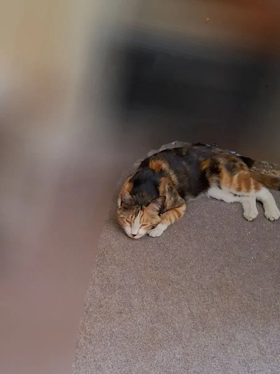 گمشده جایزه ۲۰میلیون تومانی|حیوانات|بروجرد, |دیوار